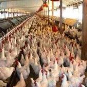 Poultry Farms